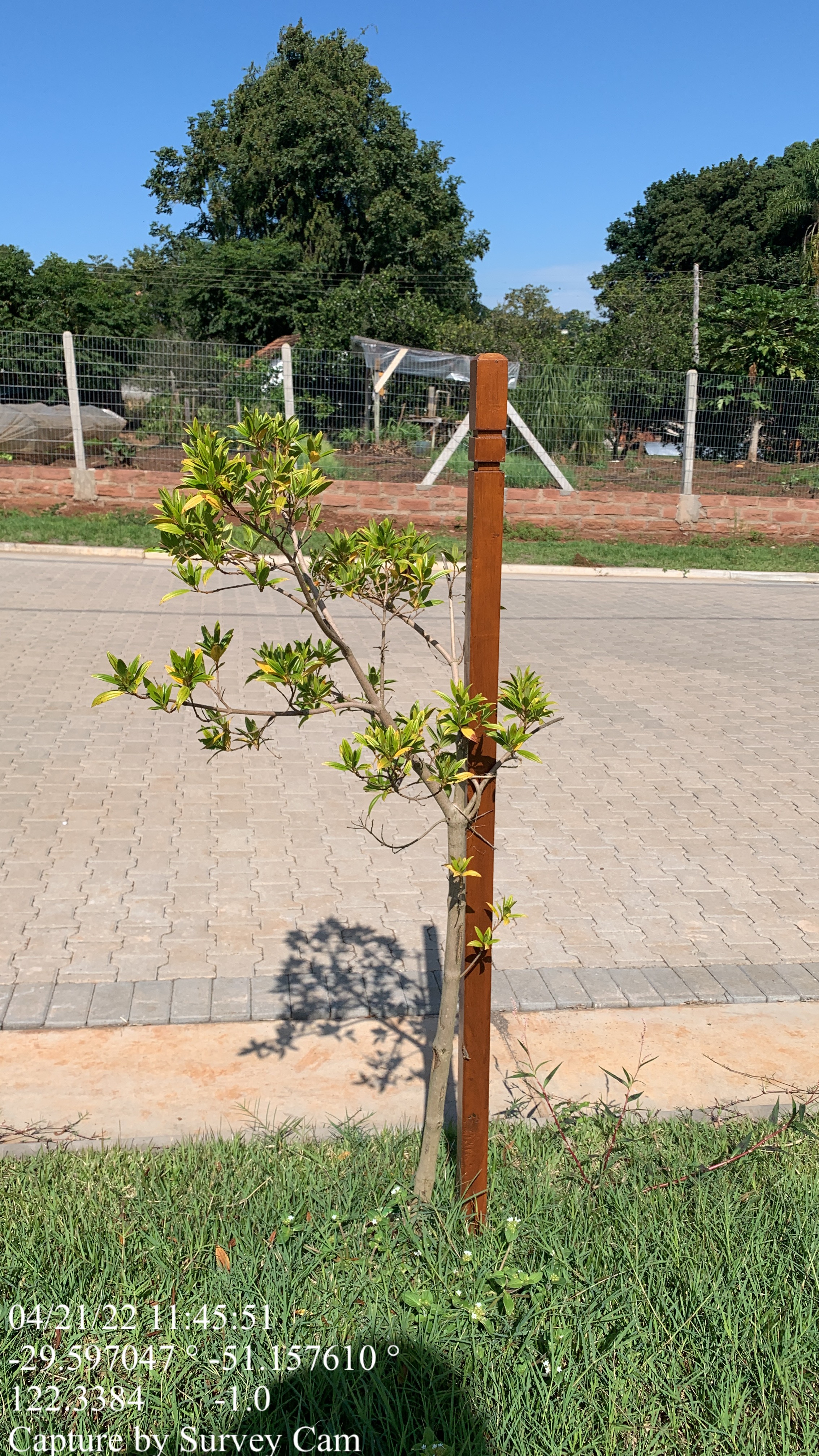 Mudas recém plantadas em Ivoti